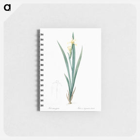 アートメモ帳-Yellow banded iris illustration - ピエール ジョゼフ ルドゥーテ Memo.
