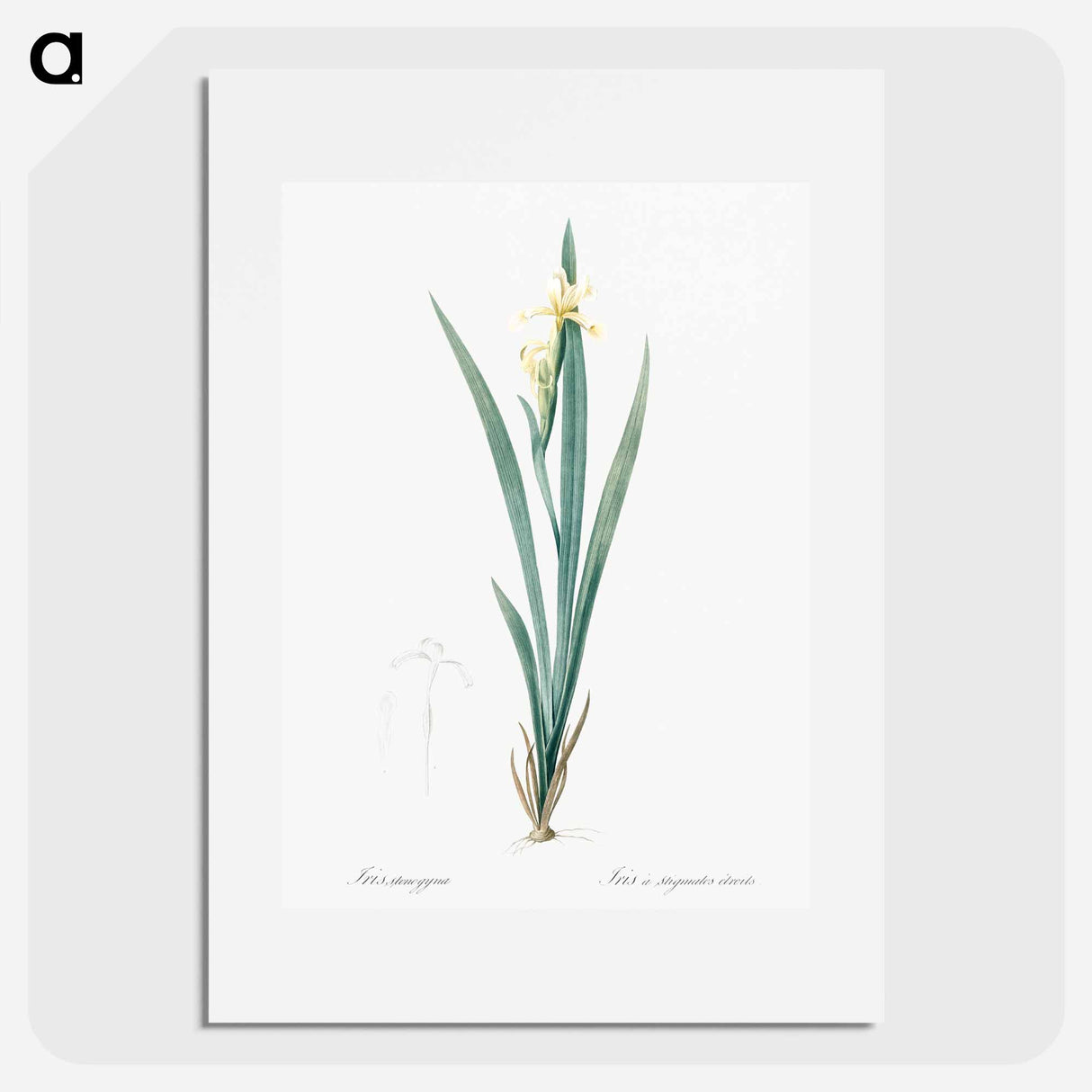 Yellow banded iris illustration - Pierre Joseph Redouté Poster.