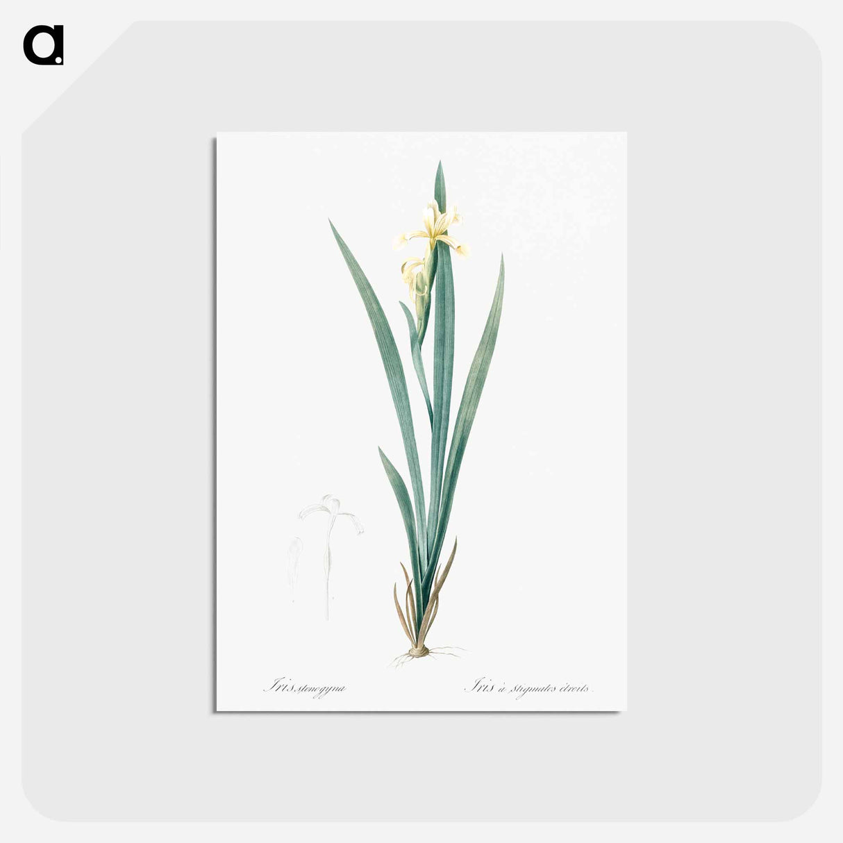 アートポストカード-Yellow banded iris illustration - ピエール ジョゼフ ルドゥーテ Postcard.