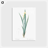 アートポストカード-Yellow banded iris illustration - ピエール ジョゼフ ルドゥーテ Postcard.