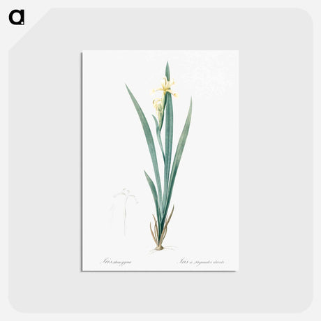 アートポストカード-Yellow banded iris illustration - ピエール ジョゼフ ルドゥーテ Postcard.