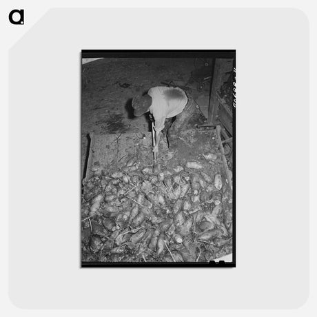 アートポストカード-Field Beets, Tillamook County
 - ラッセル リー Postcard.