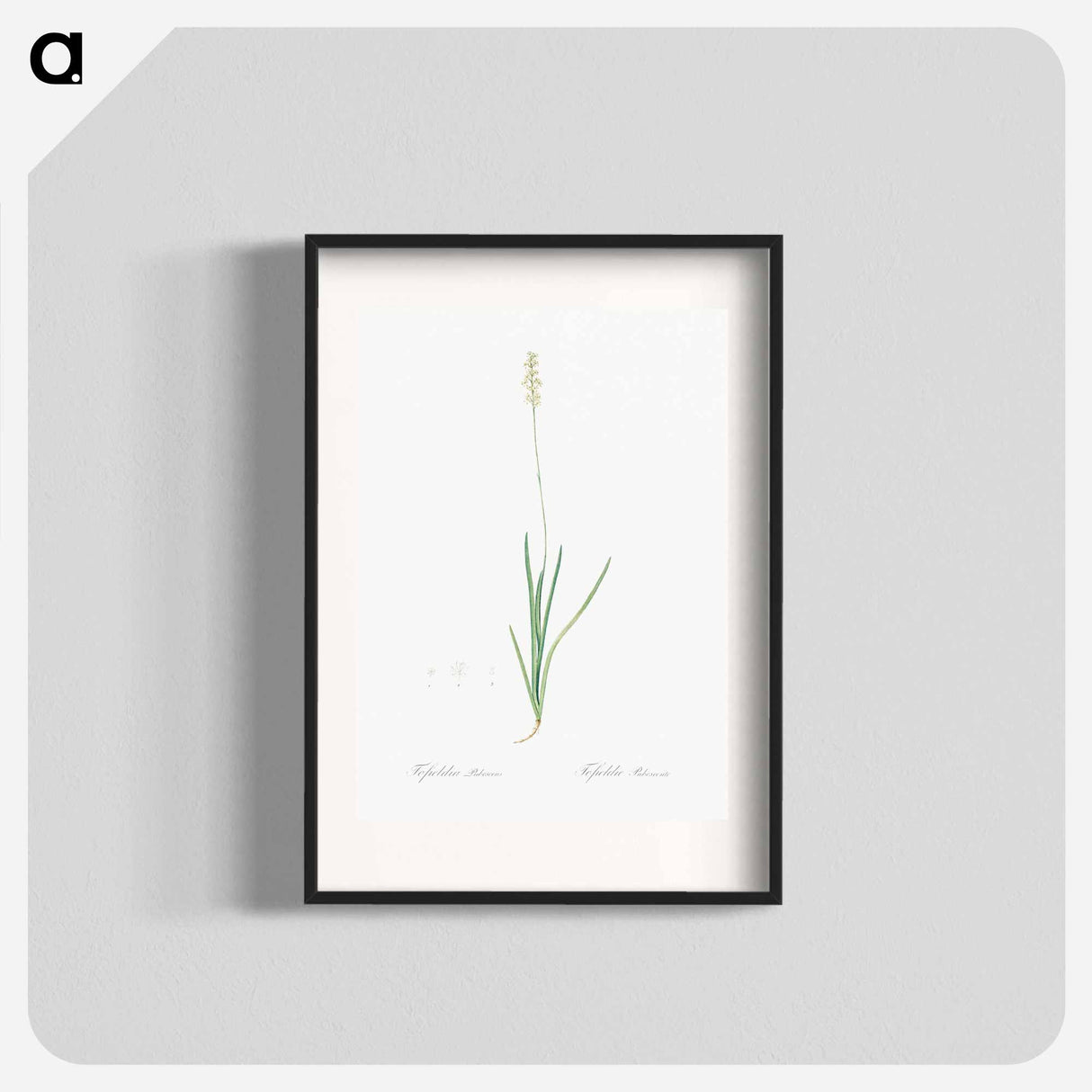 Tofield's asphodel - Pierre Joseph Redouté Poster.