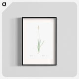 Tofield's asphodel - Pierre Joseph Redouté Poster.