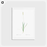 アートポストカード-Tofield's asphodel - ピエール ジョゼフ ルドゥーテ Postcard.