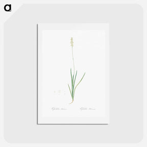 アートポストカード-Tofield's asphodel - ピエール ジョゼフ ルドゥーテ Postcard.