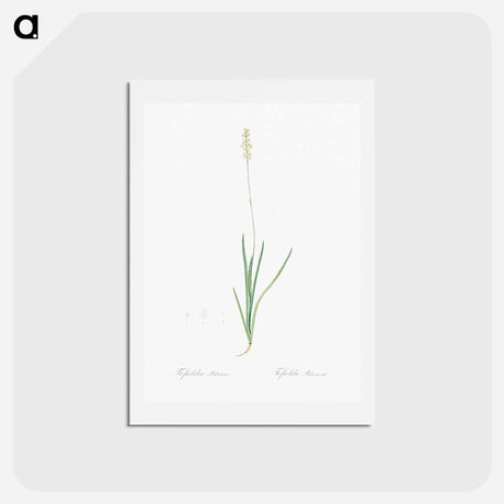 アートポストカード-Tofield's asphodel - ピエール ジョゼフ ルドゥーテ Postcard.