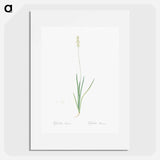 Tofield's asphodel - Pierre Joseph Redouté Poster.