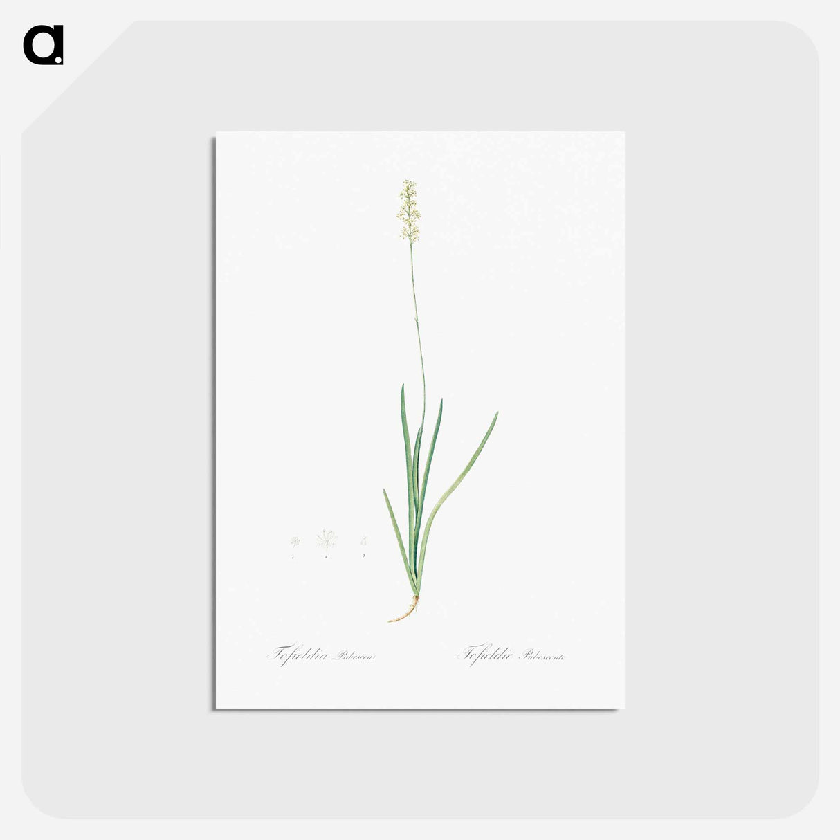 アートポストカード-Tofield's asphodel - ピエール ジョゼフ ルドゥーテ Postcard.