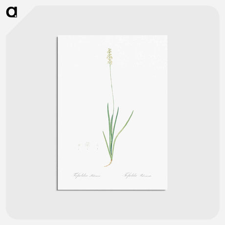 アートポストカード-Tofield's asphodel - ピエール ジョゼフ ルドゥーテ Postcard.