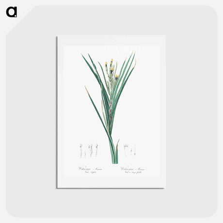 アートポストカード-Bokmakierie's tail - ピエール ジョゼフ ルドゥーテ Postcard.