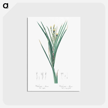 アートポストカード-Bokmakierie's tail - ピエール ジョゼフ ルドゥーテ Postcard.