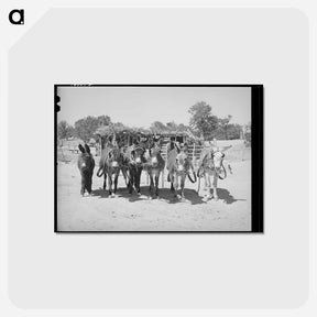 アートポストカード-Homestead Burros
 - ラッセル リー Postcard.