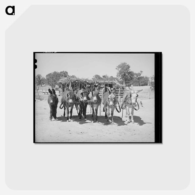 アートポストカード-Homestead Burros
 - ラッセル リー Postcard.