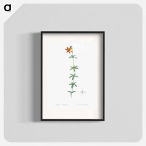 アートポスター-Lilium penduliflorum - ピエール ジョゼフ ルドゥーテ Poster.