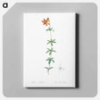 アートパネル-Lilium penduliflorum - ピエール ジョゼフ ルドゥーテ Canvas.