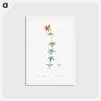 アートポストカード-Lilium penduliflorum - ピエール ジョゼフ ルドゥーテ Postcard.