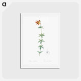 アートポストカード-Lilium penduliflorum - ピエール ジョゼフ ルドゥーテ Postcard.