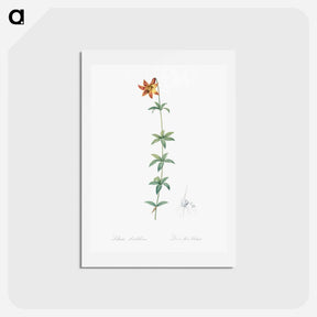 アートポストカード-Lilium penduliflorum - ピエール ジョゼフ ルドゥーテ Postcard.