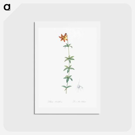 アートポストカード-Lilium penduliflorum - ピエール ジョゼフ ルドゥーテ Postcard.
