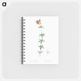Lilium penduliflorum - ピエール ジョゼフ ルドゥーテ Memo.