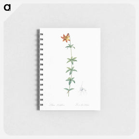 アートメモ帳-Lilium penduliflorum - ピエール ジョゼフ ルドゥーテ Memo.