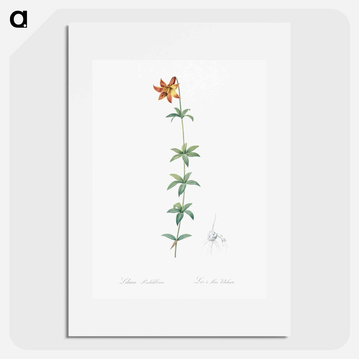 Lilium penduliflorum - ピエール ジョゼフ ルドゥーテ Poster.