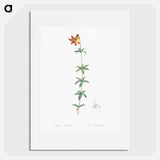 Lilium penduliflorum - ピエール ジョゼフ ルドゥーテ Poster.