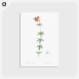 アートポストカード-Lilium penduliflorum - ピエール ジョゼフ ルドゥーテ Postcard.