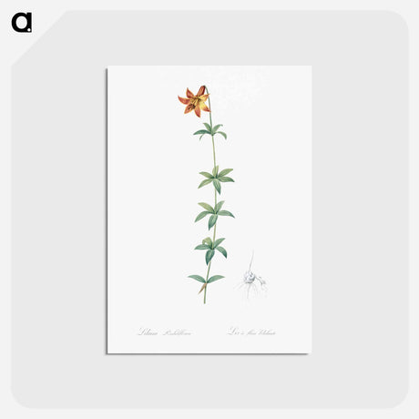 アートポストカード-Lilium penduliflorum - ピエール ジョゼフ ルドゥーテ Postcard.