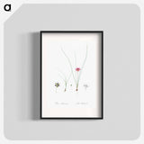 Crocus-leaved romulea - Pierre-Joseph Redouté Poster.