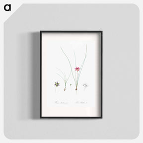 アートポスター-Crocus leaved romulea - ピエール ジョゼフ ルドゥーテ Poster.