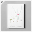 アートパネル-Crocus leaved romulea - ピエール ジョゼフ ルドゥーテ Canvas.