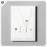 アートパネル-Crocus leaved romulea - ピエール ジョゼフ ルドゥーテ Canvas.