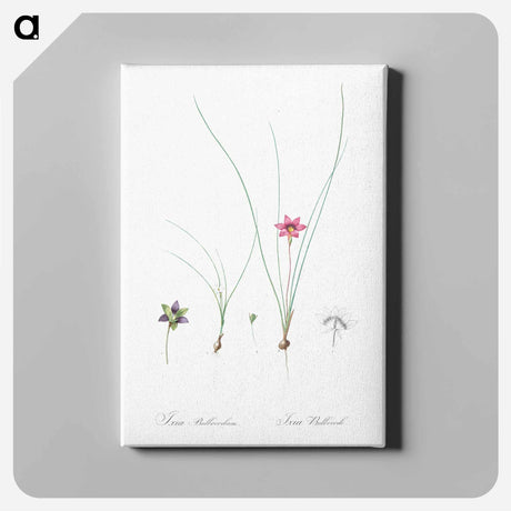 アートパネル-Crocus leaved romulea - ピエール ジョゼフ ルドゥーテ Canvas.
