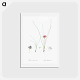 アートポストカード-Crocus leaved romulea - ピエール ジョゼフ ルドゥーテ Postcard.