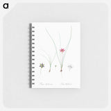Crocus leaved romulea - ピエール ジョゼフ ルドゥーテ Memo.