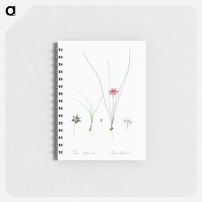 アートメモ帳-Crocus leaved romulea - ピエール ジョゼフ ルドゥーテ Memo.