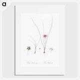 Crocus-leaved romulea - Pierre-Joseph Redouté Poster.