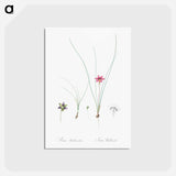 アートポストカード-Crocus leaved romulea - ピエール ジョゼフ ルドゥーテ Postcard.