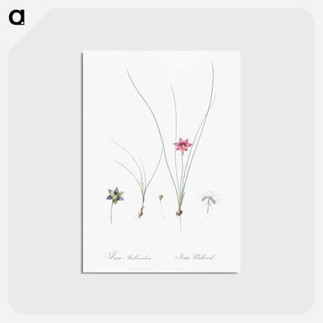 アートポストカード-Crocus leaved romulea - ピエール ジョゼフ ルドゥーテ Postcard.
