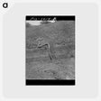 アートポストカード-Bull Snake
 - ラッセル リー Postcard.