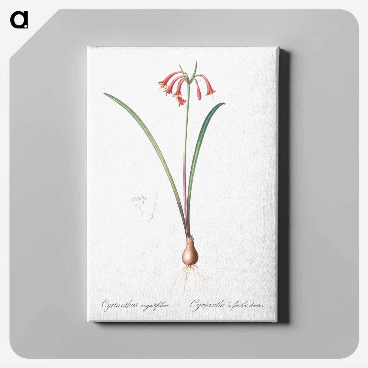 アートパネル-Brandlelie illustration - ピエール ジョゼフ ルドゥーテ Canvas.