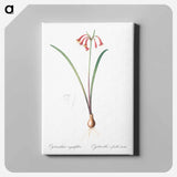 アートパネル-Brandlelie illustration - ピエール ジョゼフ ルドゥーテ Canvas.