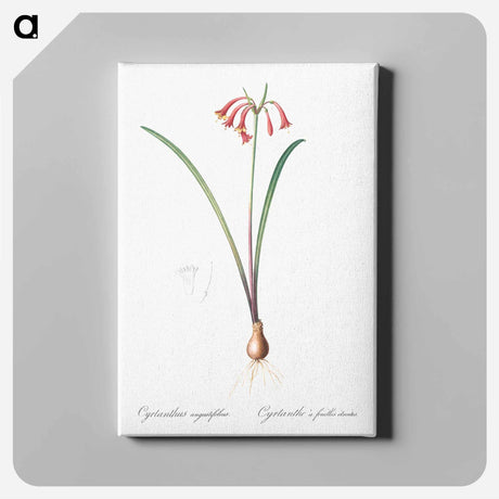 アートパネル-Brandlelie illustration - ピエール ジョゼフ ルドゥーテ Canvas.