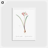 アートポストカード-Brandlelie illustration - ピエール ジョゼフ ルドゥーテ Postcard.