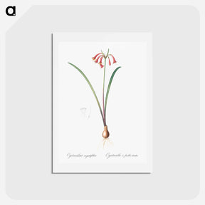 アートポストカード-Brandlelie illustration - ピエール ジョゼフ ルドゥーテ Postcard.