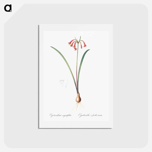 Brandlelie illustration - ピエール ジョゼフ ルドゥーテ Postcard.