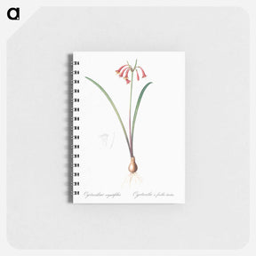 アートメモ帳-Brandlelie illustration - ピエール ジョゼフ ルドゥーテ Memo.