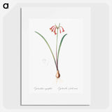 Brandlelie illustration - Pierre Joseph Redouté Poster.
